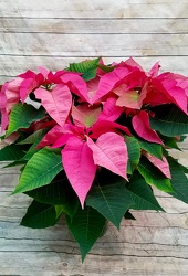 Pink Poinsettia from Wren's Florist in Bellefontaine, Ohio