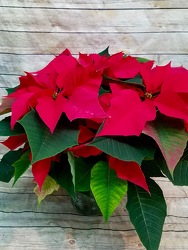 Red Poinsettia from Wren's Florist in Bellefontaine, Ohio
