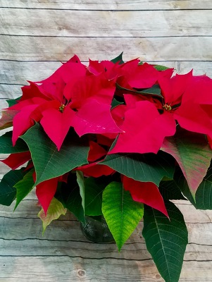 Red Poinsettia from Wren's Florist in Bellefontaine, Ohio