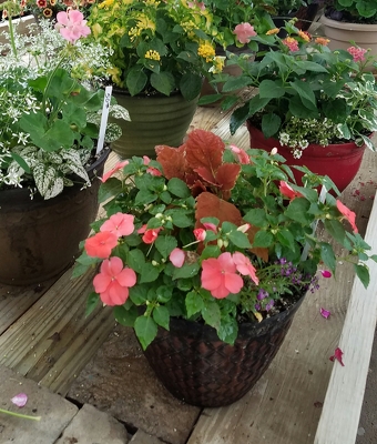 Outside Combo Planter from Wren's Florist in Bellefontaine, Ohio