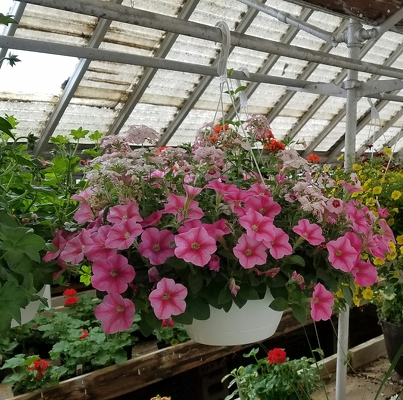 Hanging Basket from Wren's Florist in Bellefontaine, Ohio