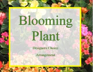 Designers Choice Blooming Plant from Wren's Florist in Bellefontaine, Ohio