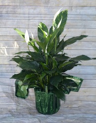 Peace Lily from Wren's Florist in Bellefontaine, Ohio