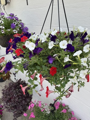 Hanging Basket from Wren's Florist in Bellefontaine, Ohio