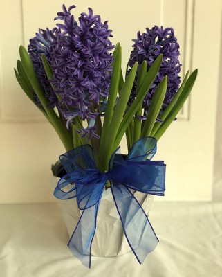 Hyacinths from Wren's Florist in Bellefontaine, Ohio
