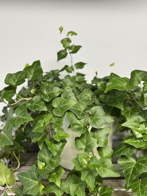 Potted Ivy from Wren's Florist in Bellefontaine, Ohio