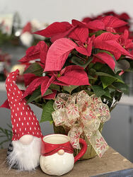 Poinsettia Combo from Wren's Florist in Bellefontaine, Ohio