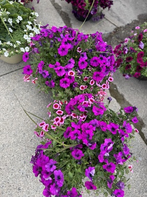 Outside Combo Planter from Wren's Florist in Bellefontaine, Ohio