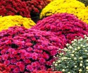 Potted Mums from Wren's Florist in Bellefontaine, Ohio