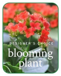 Designers Choice Blooming Plant from Wren's Florist in Bellefontaine, Ohio