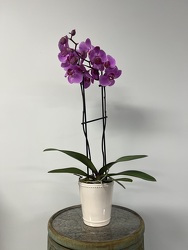Orchid from Wren's Florist in Bellefontaine, Ohio