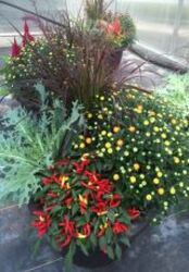 Fall Outdoor Combo Pot from Wren's Florist in Bellefontaine, Ohio