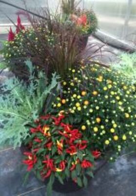 Fall Outdoor Combo Pot from Wren's Florist in Bellefontaine, Ohio