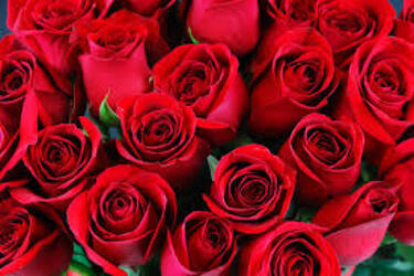 Red Roses Wrapped 